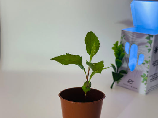 Gala Apple Tree Sapling