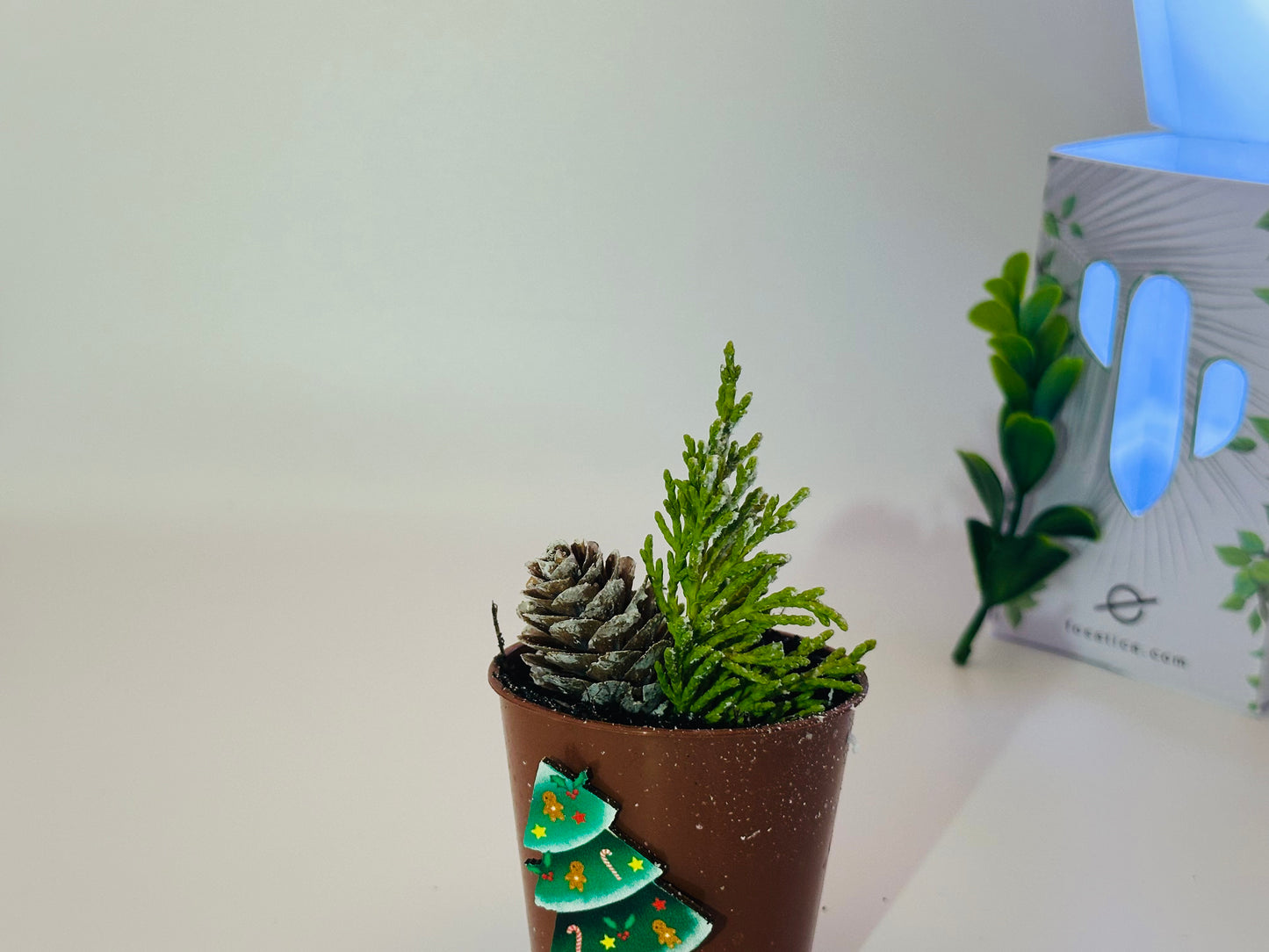 Mini Christmas Conifer