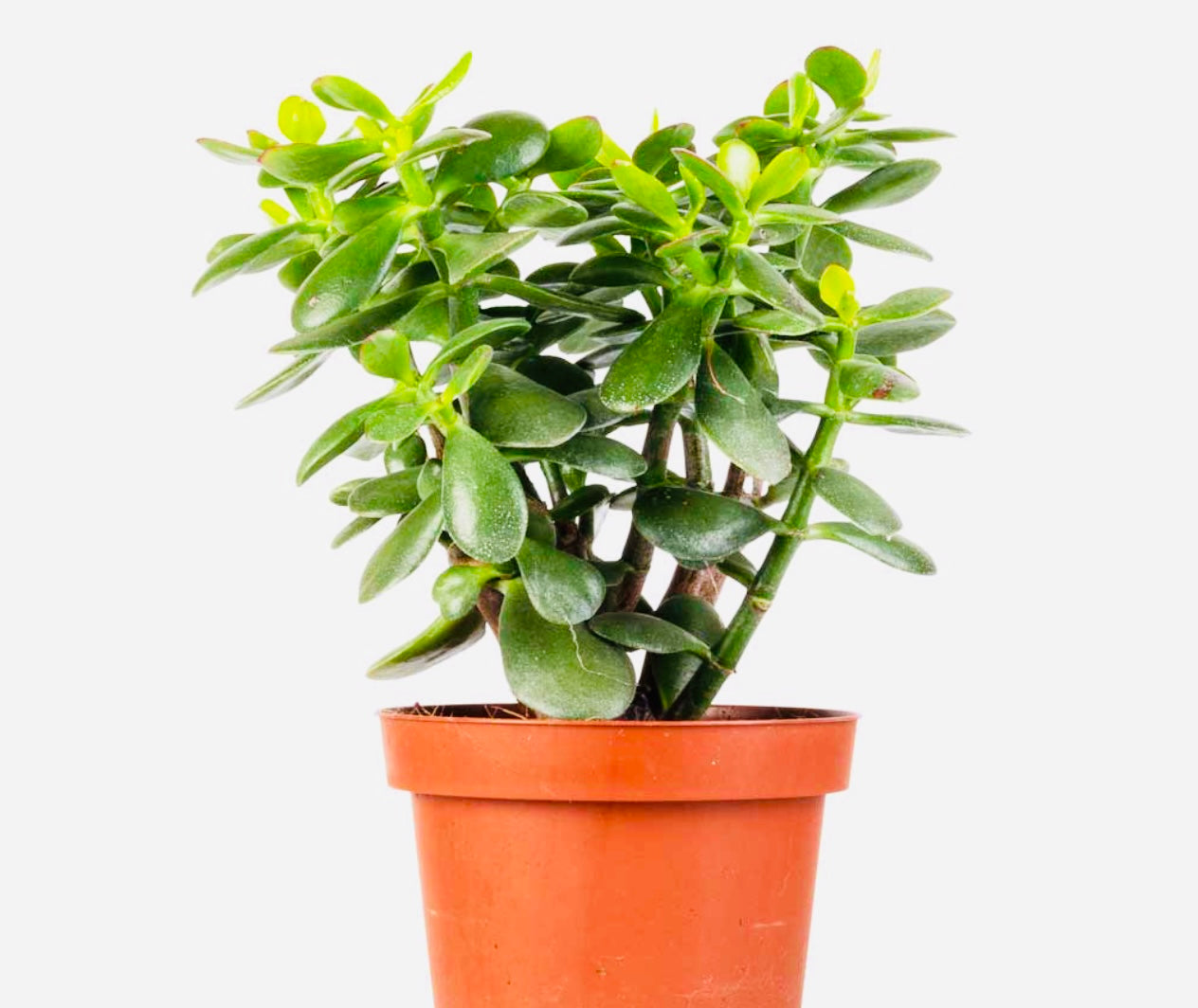 Money Tree ( Jade Plant )